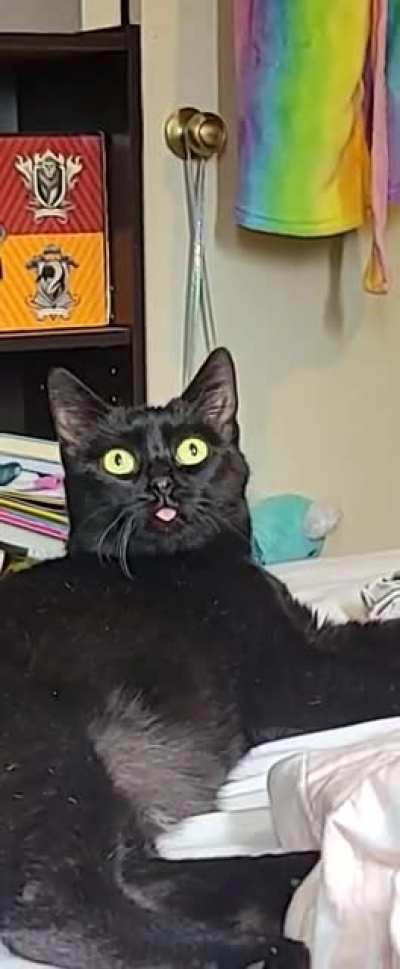 my derpy deaf cat