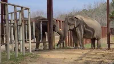 Ex-circus elephant Nosey (on the left) making her first friend at an elephant sanctuary, she had not met another elephant in 29 years