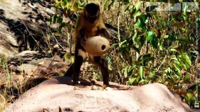 🔥 A young capuchin monkey overcomes a tough nut