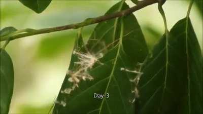 Tailorbird at work with Cotton and Leaves