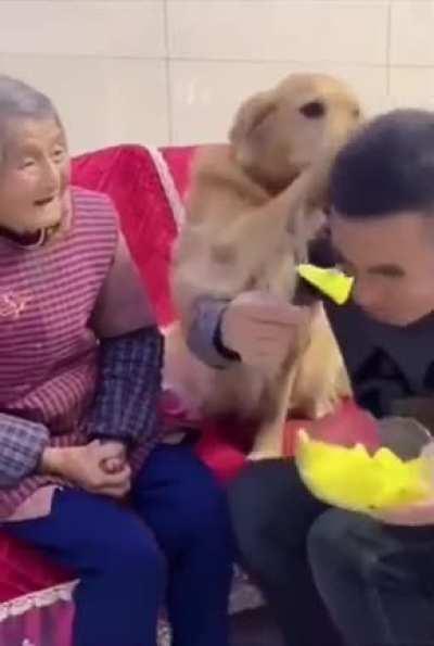 Dog wants grandma to eat first