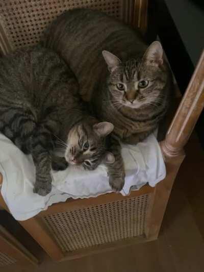 Mother and daughter cat