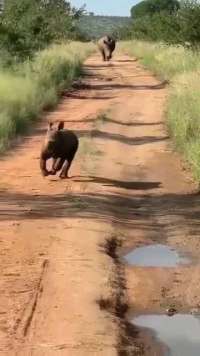 🔥 A happy baby rhino.