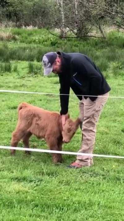 Calf getting petted by a man then mom comes to check up on it.