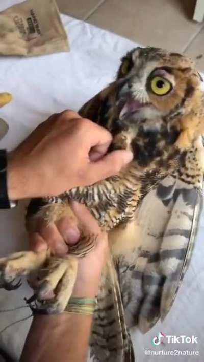 Owl rehab