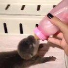 A baby otter eating is otterly adorable