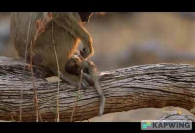 🔥 Male Baboons comforting their friend after his baby brother's death.