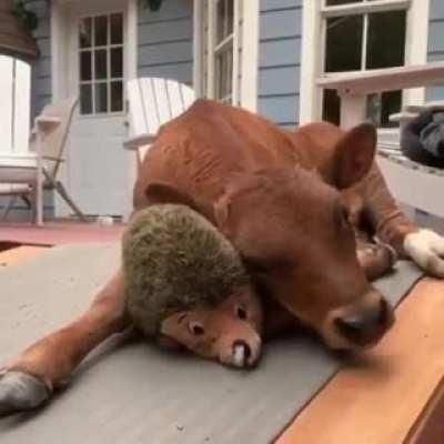 Baby Milk Doggo chillin' with his stuffy