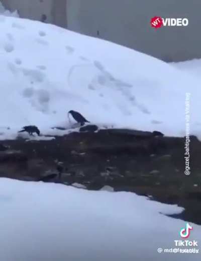 crows