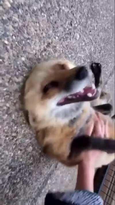 Contagious Fox laughter 🦊 (Video from “Safe a fox” YouTube channel)