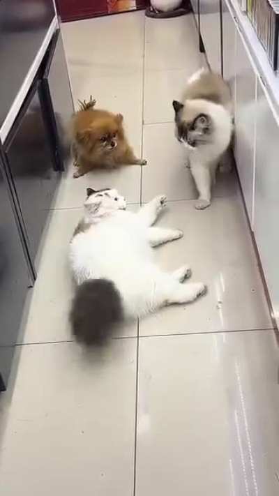 Little dog breaks up a fight and gets bullied for it