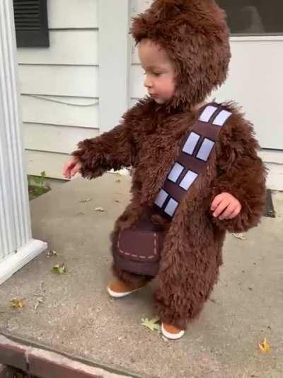 This is my nephew. Since he was 7 months, he did the Chewbacca noise. This is his first Halloween at 13 months.