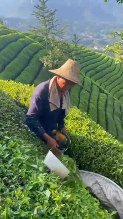 Tea harvesting in China