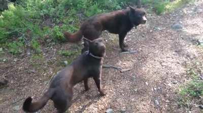 Jackson, Cash, and X staying still on command, before getting the signal they're free to go. Bred to herd, they've been taught to freeze while controlling sheep movements