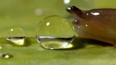 How snails drink water