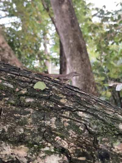 Is this a bark anole? Puerto Viejo, southern Costa Rica