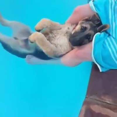 Dog chilling in pool