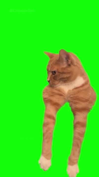 [GREEN SCREEN] Orange Cat Mewing Meme Template - Orange Cat Looksmaxxing meme