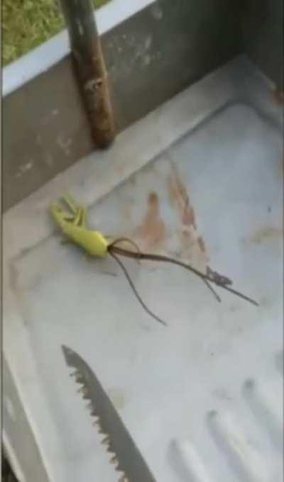 This parasite living inside a preying mantis