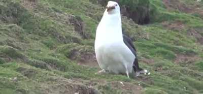 Seagull swallowing a whole rabbit