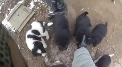 Pack of dogs swarm Ukrainian defender at their fortifications.