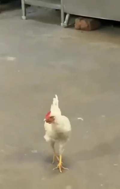 buffet service with a self serve chicken option