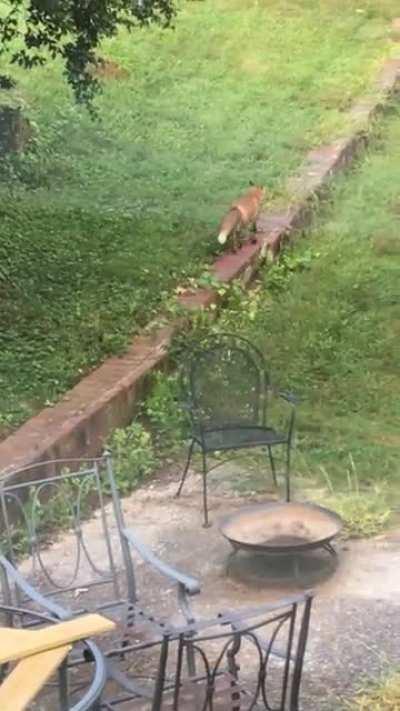 “I can not believe it just did that!” 😂 A fox takes a dump in my gf’s parents birdbath then dips