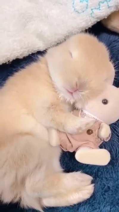 🥰 Sleeping rabbit 🥰