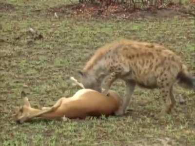 Deer pretends to be dead to fool predators