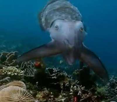 🔥 When camouflage fails, the cuttlefish catches its prey by using hypnosis