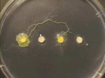 Slime mold searching for food