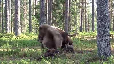 Do not fight a bear. They are extremely powerful animals