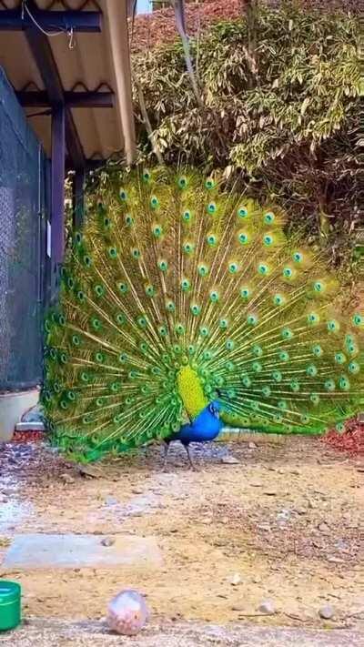 🔥 Peacock displaying its feathers