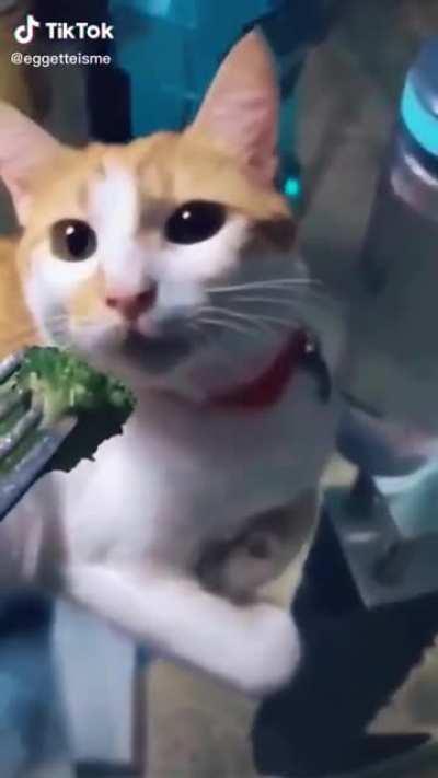 Cats are the perfect content for this sub...