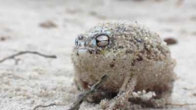 The ferocious war cry of the desert rain frog.