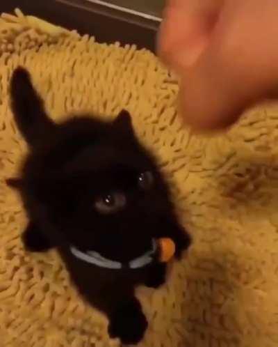 MaN pUnChEs KiTtEn To DeAtH oN vIdEo