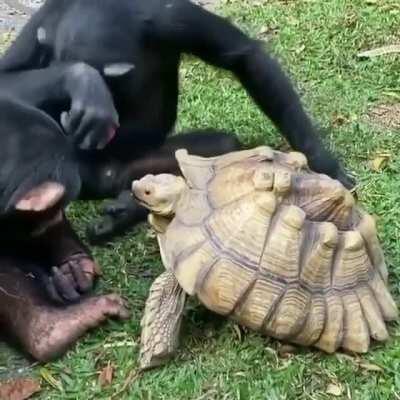 Monkee Feeding Turtle