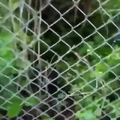 🔥 Was not aware alligators could climb fences so well 🔥