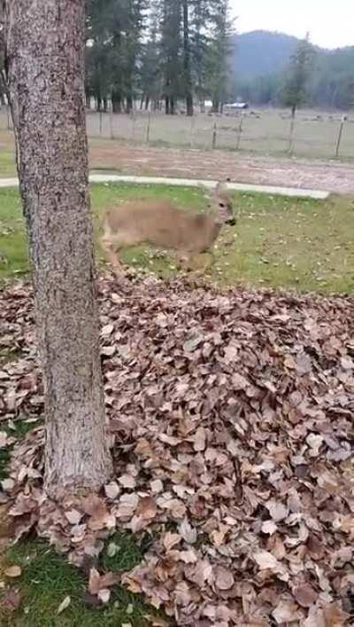 Deer Playing in Leafs