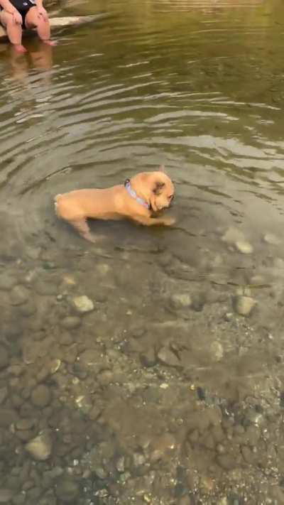 Doggo frustrated with rocks