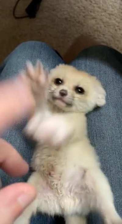 tiny fennec baby