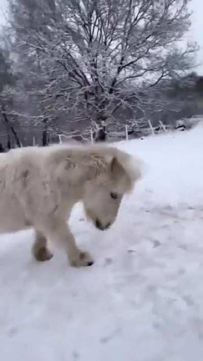 Alvin the miniature horse