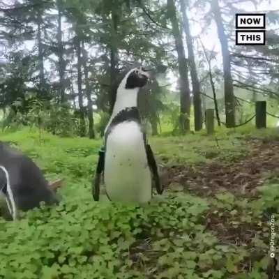 Oregon Zoo Penguins, Nacho and Goat, Go for a Hike in the Woods