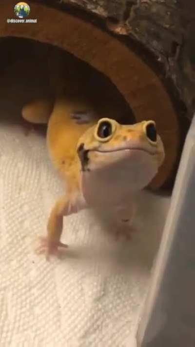 This smiling gecko