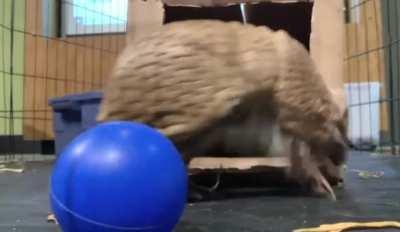 How about armadillo zoomies?