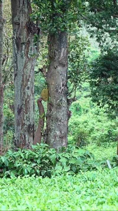 Zyada kuch nahi, plucking jackfruit 