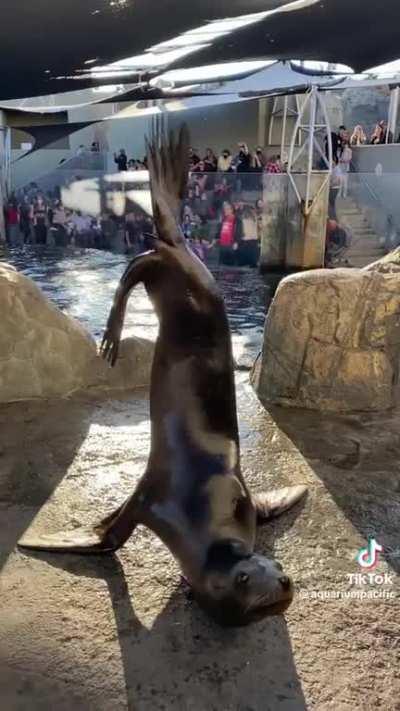 Eulogy for Harpo the Sea Lion