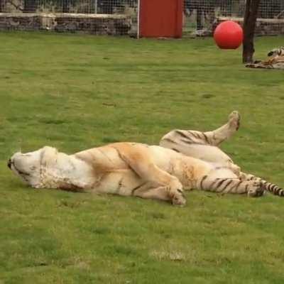 First time this guy is touching grass (He was rescued from a circus)