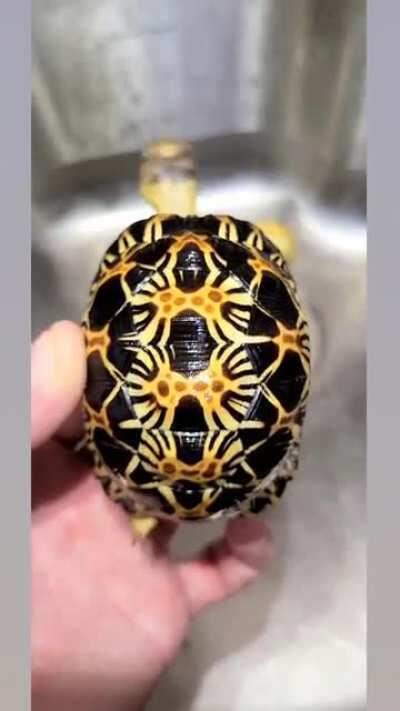 Baby critically endangered Radiated Tortoise throwing a tantrum after a soak. 