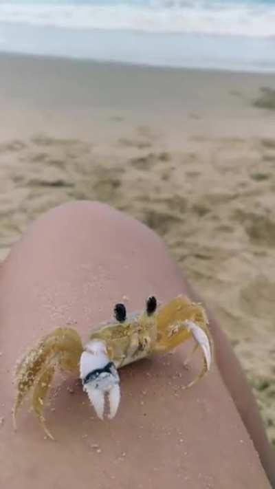 Watch how this crab cleans it's eyes